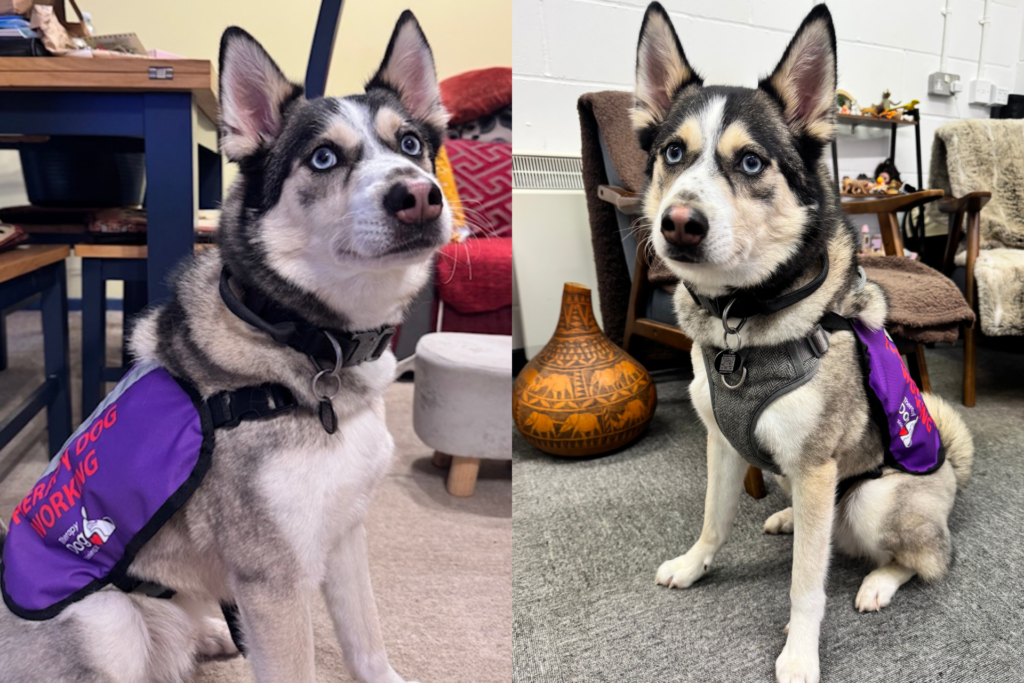 Bluey the Therapy Dog. A husky mix with blue eyes.